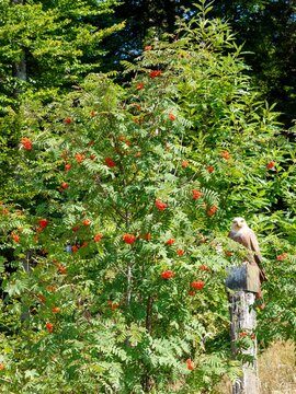 Sorbus aucuparia - Rowan mountain-ash, ornamental shrub with greenfoliage in serrated leaflets arranged alternately along a branches, contrasting with glossy red clusters of berries
