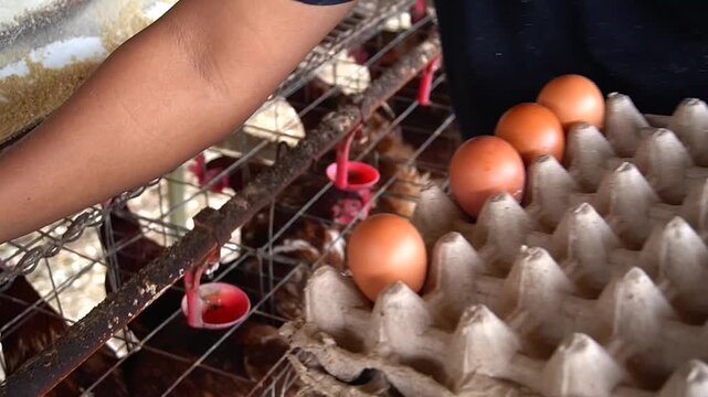 Close-up of a man's hand taking an egg from a chicken coop and placing it into an egg tray.