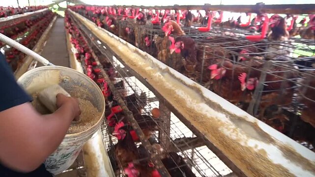 A poultry farmer is feeding chickens 