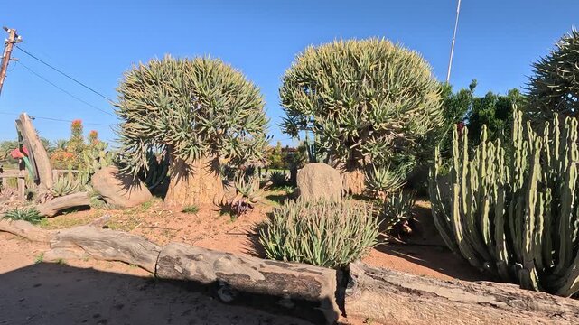 Two enormous Quiver trees that are very rare Aloidendron dichotomum, formerly Aloe dichotoma, the quiver tree or kokerboom, growing among other desert plants 4K Video.
