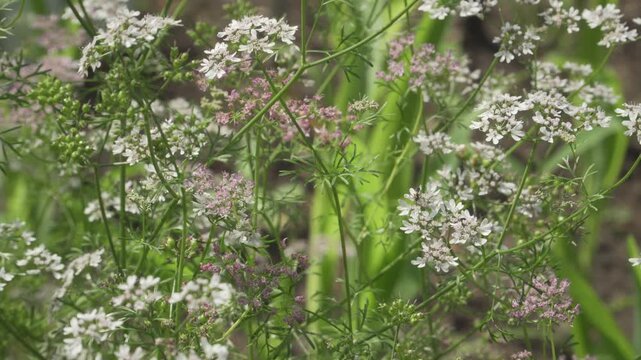 Coriander (Coriandrum sativum) displays delicate white and pale pink flower umbels in a static close-up shot with shallow depth of field. Useful for botanical and culinary projects.