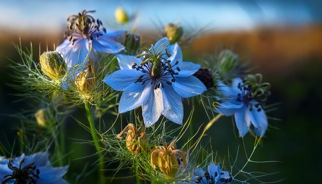 Black Cumin Flowers With Seeds In Closeup