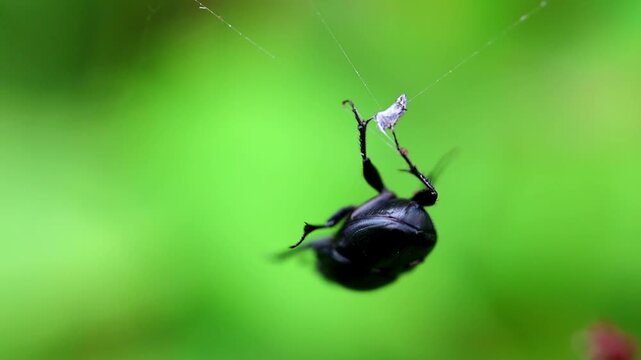 Macro video of a black beetle hanging upside down on thin spider web thread 180fps Captured in Cinematic High Detail Footage