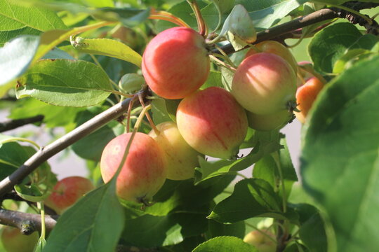 Close-up of decorative apples hanging from a tree branch in a sunlit summer orchard.