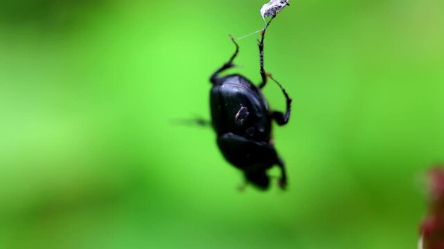 Black beetle struggling on spider web silk line in green garden foliage macro 180fps Captured in Cinematic High Detail Footage
