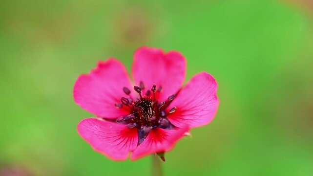 Close up video of bright Nepal cinquefoil flower petals glowing in natural sunlight 180fps Captured in Cinematic High Detail Footage