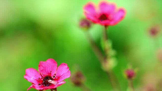 Nepal cinquefoil wild flowers swaying gently in summer meadow breeze video 180fps Captured in Cinematic High Detail Footage