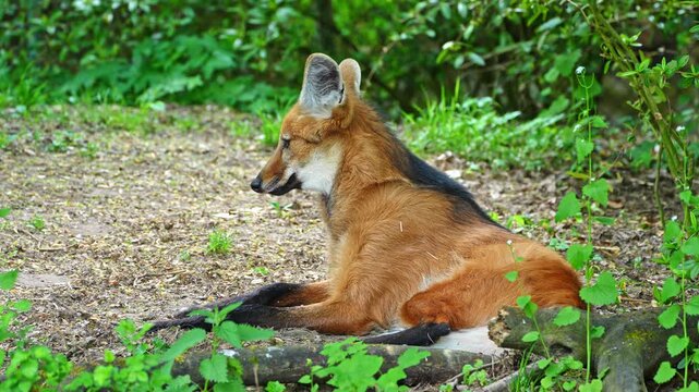 The Maned Wolf, Chrysocyon brachyurus is the largest canid of South America