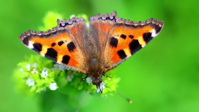 Macro view of small tortoiseshell butterfly spreading orange patterned wings on flower 180fps Captured in Cinematic High Detail Footage