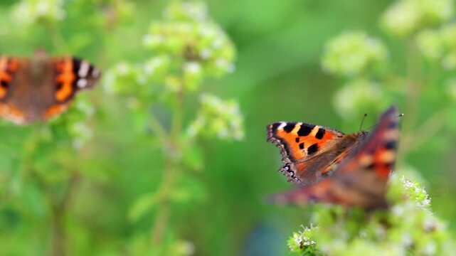 Small tortoiseshell butterfly fluttering between wild white flowers in meadow 180fps Captured in Cinematic High Detail Footage