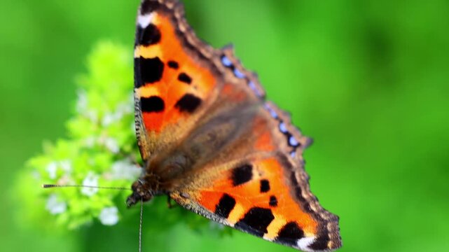 Extreme closeup video of small tortoiseshell butterfly wing scales and antenna 180fps Captured in Cinematic High Detail Footage