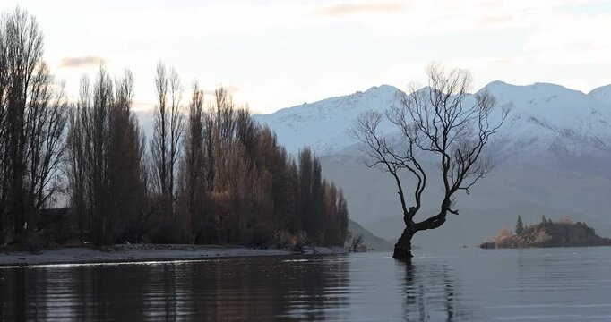 View of That Wanaka Tree in Wanaka New Zealand