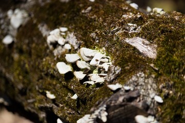 Close-up view of white bracket fungi and green moss growing on a fallen tree log in a sunny forest. Natural forest floor ecology and wild mushroom growth. © Catherine