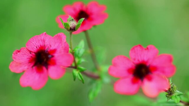 Pair of bright Nepal cinquefoil wild flowers blooming in green garden meadow 180fps Captured in Cinematic High Detail Footage