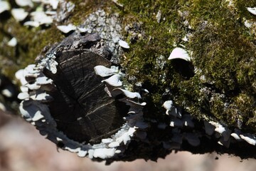 Fototapeta premium Close-up view of white bracket fungi and green moss growing on a fallen tree log in a sunny forest. Natural forest floor ecology and wild mushroom growth.