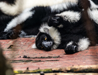 Fototapeta premium Relaxed Ruffed Lemur at Beijing Zoo