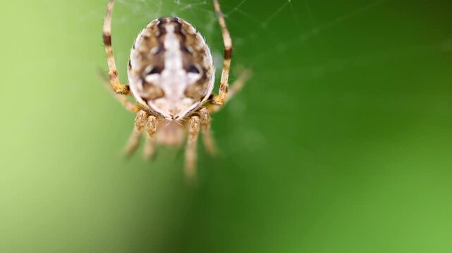 Detailed macro video of a cross orb weaver spider waiting for prey on spiderweb 180fps Captured in Cinematic High Detail Footage