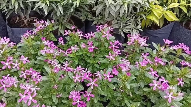 Zoom In Close Up Shot of Catharanthus Roseus Madagascar Periwinkle Pink Flowers Blooming in Commercial Nursery Bag