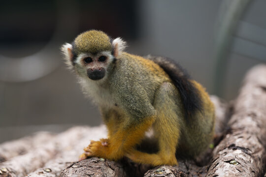 Group of Squirrel Monkeys at Beijing Zoo