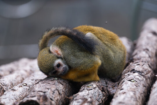 Group of Squirrel Monkeys at Beijing Zoo