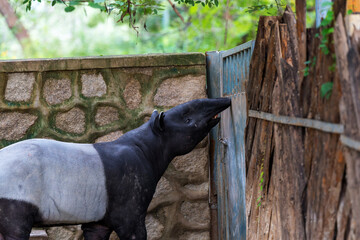 Fototapeta premium Black-and-white Malayan Tapir Close-up