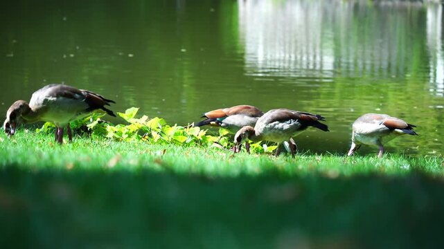 Une cane et ses canetons au bord du lac du parc de l'Orangerie &agrave; Strasbourg