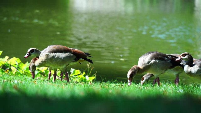 Une cane et ses canetons au bord du lac du parc de l'Orangerie &agrave; Strasbourg
