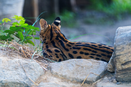 Serval Large Ears Close-up at Beijing Zoo