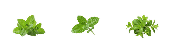 Set of fresh green mint and peppermint herb sprigs isolated on a white background, aromatic culinary leaf photography and natural seasoning elements for microstock graphics and creative design project © Ibrar