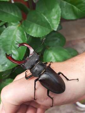 Close-up photograph of a large male stag beetle resting on a human hand