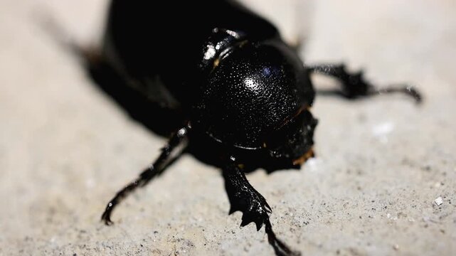 Extreme macro video of a shiny black dung beetle crawling on dusty ground 180fps Captured in Cinematic High Detail Footage