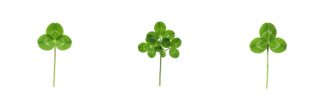 Set of fresh green clover and lucky shamrock leaves with stems isolated on a white background, traditional St. Patrick's Day symbols and spring nature elements for microstock photography and graphic d