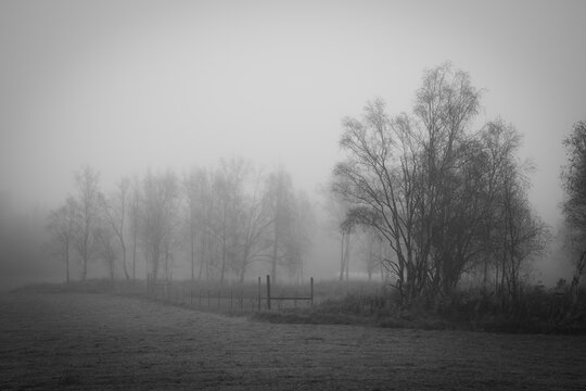 Pastoral black and white, moody, of fields and birch trees in fall, no leaves, in the mist