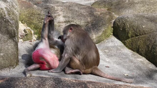 Hamadryas baboon, papio hamadryas, sitting together and grooming each other. Papio hamadryas is a species of baboon