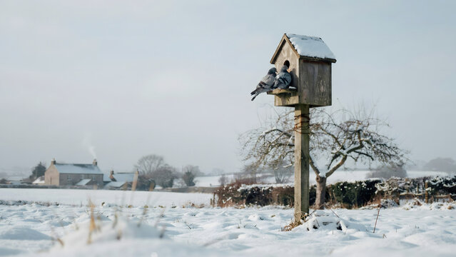 Two pigeons sitting on a wooden birdhouse covered in snow in a field during a cold winter day with a farmhouse in the distant background