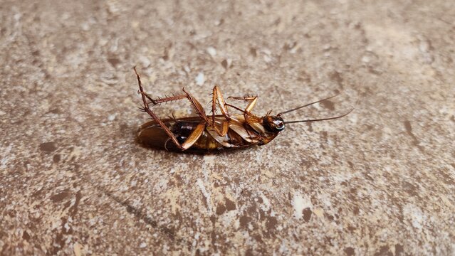 Dead Cockroach Lying Upside Down on a Textured Floor, Pest Control, Household Infestation and Sanitation Concept