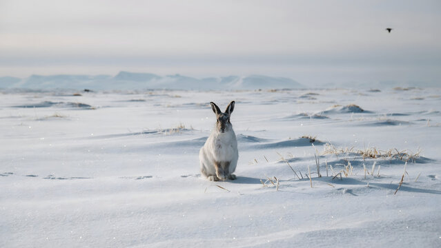 A white arctic hare sits in the middle of a vast, snow-covered tundra landscape under a pale, overcast sky with mountains in distance