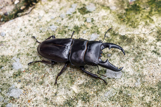Close-up of large black male stag beetle - Dorcus titanus westernmanni with prominent mandibles from the forests of northern Thailand crawling on concrete floor with moss stains from moisture.