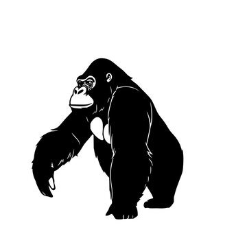 Gorilla set with minimalist black line art illustration featuring isolated figure, vector drawing, and monochrome style on white background