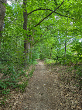 Weg im Wald w&auml;hrend der Sommerzeit