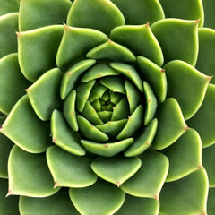 Obraz premium Close-up Top View of Green Succulent Plant Rosette Pattern