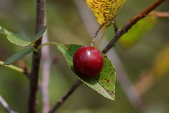 Single sweet cherry growing on a tree branch in summer