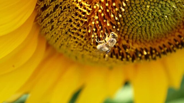 Fluffy bee collects nectar and pollen on a bright yellow blooming sunflower on a sunny day. Close-up macro video showcases crucial role of insects in flower pollination, agriculture, and natural ecosy