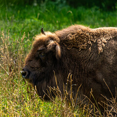 American bison profile portrait on green meadow © Quality by Simon