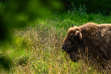 American bison profile portrait on green meadow © Quality by Simon