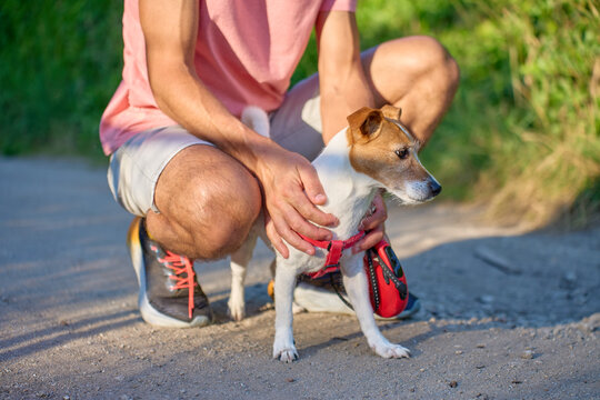 Man crouches behind a small terrier and holds it by the red harness