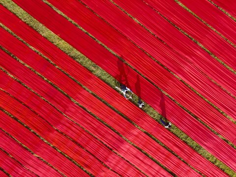 Aerial view of long strips of vibrant red fabric laid out to dry on the grass with workers tending to the textile in Narsingdi, Dhaka Division, Bangladesh.