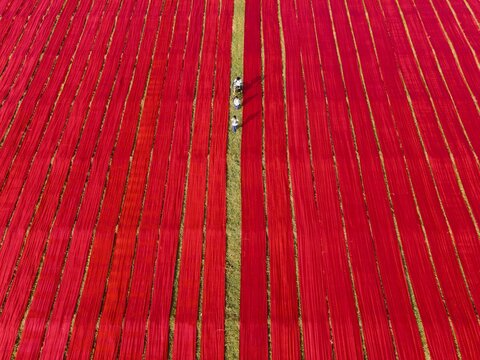 Aerial view of long strips of vibrant red fabric laid out to dry in a field with workers walking between the rows in Narsingdi, Dhaka Division, Bangladesh.