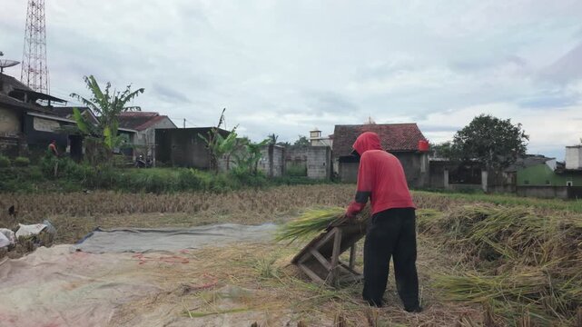 Traditional Rice Threshing in a Village Setting