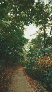 A nostalgic vertical video shot, gliding smoothly forward along a quiet dirt footpath through a lush green forest, with warm afternoon sunbeams filtering through the vibrant tree canopy.